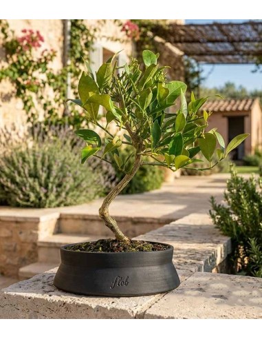 Bonsai di Limequat 7 Anni