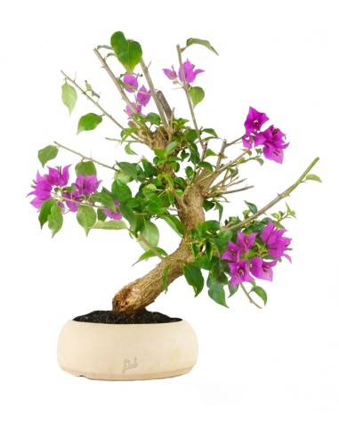 Bonsai Bougainvillea Glabra 20 Anni