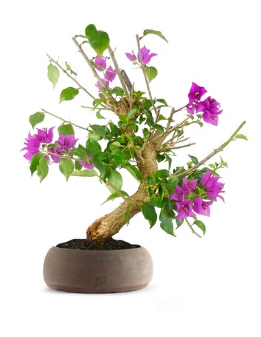 Bonsai Bougainvillea Glabra 20 Anni