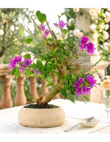 Bonsai Bougainvillea Glabra 20 Anni