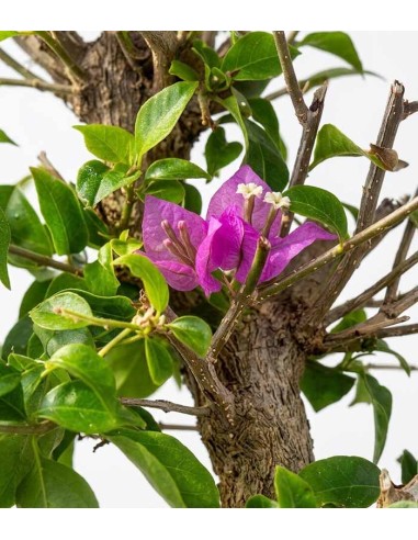 Bonsai Bougainvillea Glabra 20 Anni