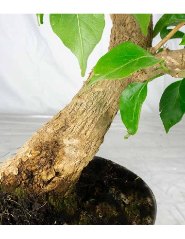 Bonsai Bougainvillea Glabra 20 Anni
