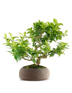 Citrus Myrtifolia Bonsai 15...