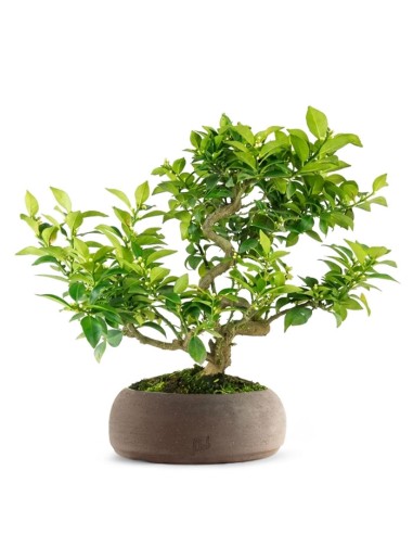 Citrus Myrtifolia Bonsai 15 anni