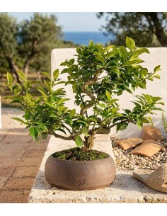 Citrus Myrtifolia Bonsai 15... 2