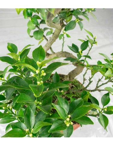 Citrus Myrtifolia Bonsai 15 anni