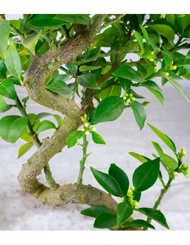 Citrus Myrtifolia Bonsai 15 anni