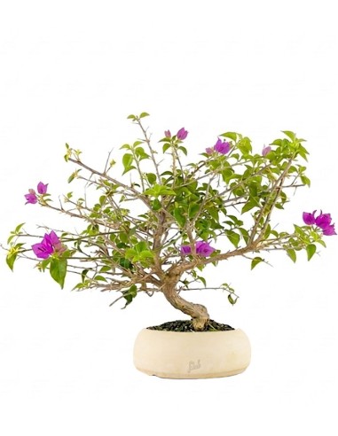 Bonsai Bougainvillea Glabra S - 10 anni