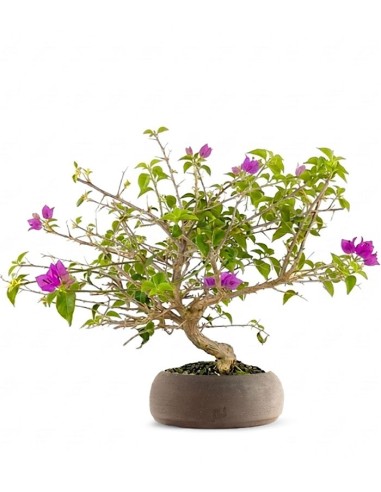 Bonsai Bougainvillea Glabra a S di 10...