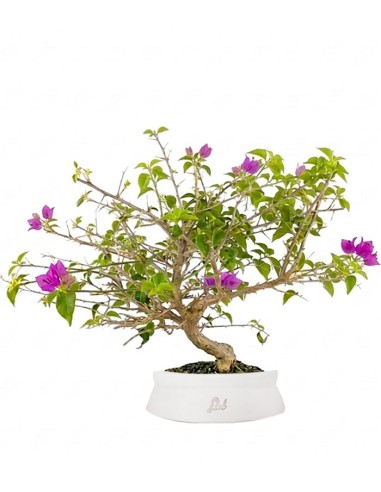 Bonsai Bougainvillea Glabra S - 10 anni