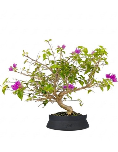 Bonsai Bougainvillea Glabra S - 10 anni