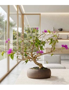 Bonsai Bougainvillea Glabra... 2