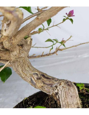 Bonsai Bougainvillea Glabra a S di 10...