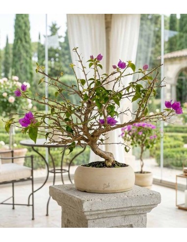 Bonsai Bougainvillea Glabra S - 10 anni