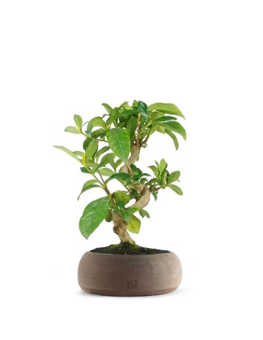 Bonsai di Gardenia 8 anni