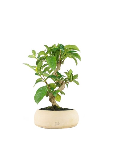 Bonsai di Gardenia 8 anni
