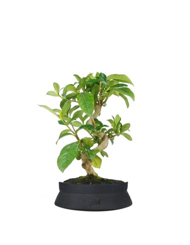 Bonsai di Gardenia 8 anni