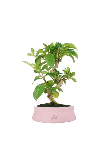 Bonsai di Gardenia 8 anni