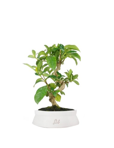 Bonsai di Gardenia 8 anni