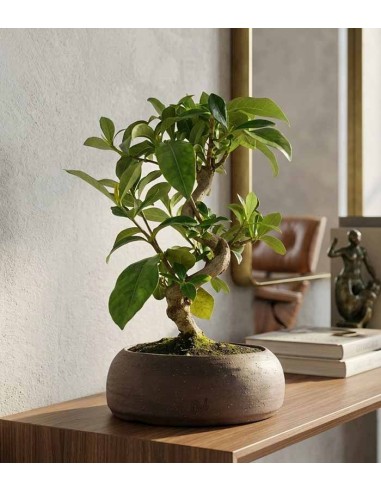 Bonsai di Gardenia 8 anni