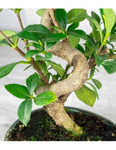 Bonsai di Gardenia 8 anni