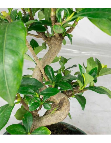 Bonsai di Gardenia 8 anni