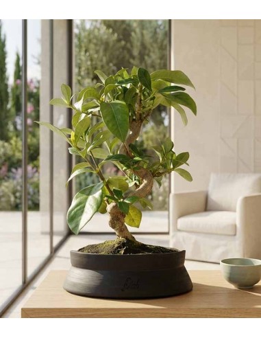 Bonsai di Gardenia 8 anni