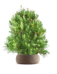 Pino d'Aleppo (Pinus...