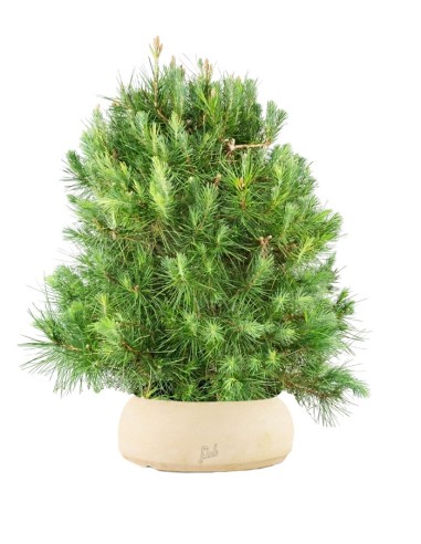 Pino d'Aleppo (Pinus Halepensis)...