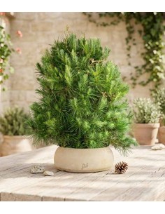 Pino d'Aleppo (Pinus... 2