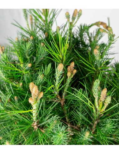 Pino d'Aleppo (Pinus Halepensis)...