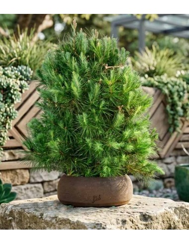 Pino d'Aleppo (Pinus Halepensis)...