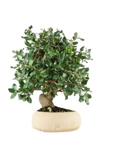 Quercia bonsai di 12 anni...