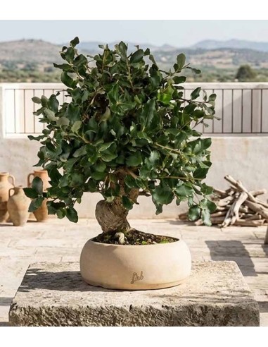 Quercia sughera bonsai di 12 anni |...