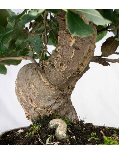 Quercia sughera bonsai di 12 anni |...