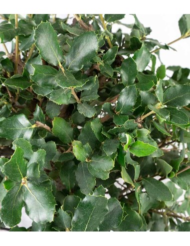 Quercia bonsai di 12 anni Esemplare