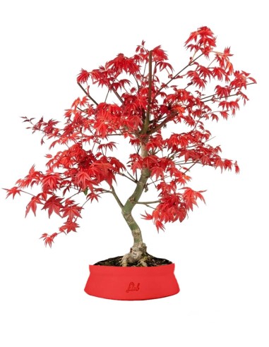 Acero  Palmato deshojo