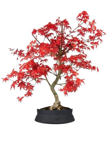 Acero  Palmato deshojo