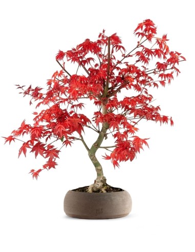 Acero Palmato deshojo