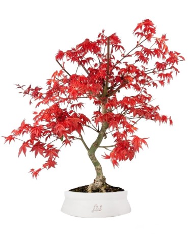 Acero Palmato deshojo