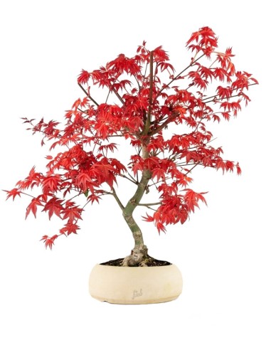 Acero  Palmato deshojo