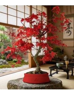 Acero  Palmato deshojo 2