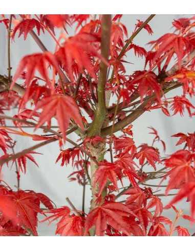 Acero Palmato deshojo