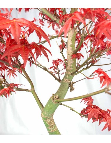 Acero  Palmato deshojo