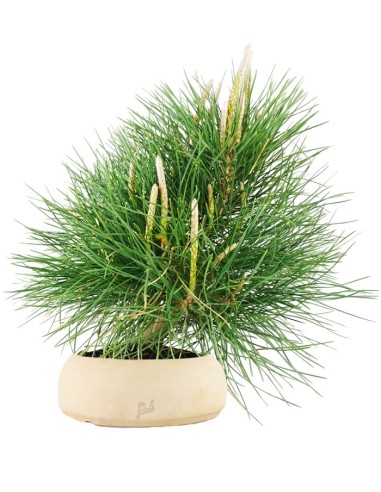 Pinus Thumbergii