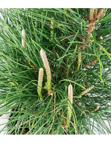 Pinus Thumbergii