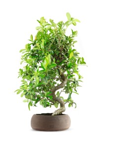 Bonsai Pyracantha coccinea...