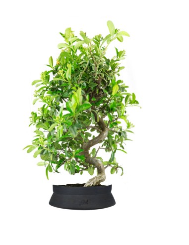 Bonsai Pyracantha coccinea -...