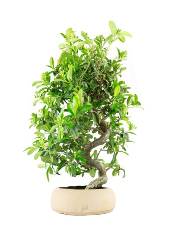 Bonsai Pyracantha coccinea -...