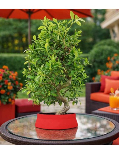 Bonsai Pyracantha coccinea -...